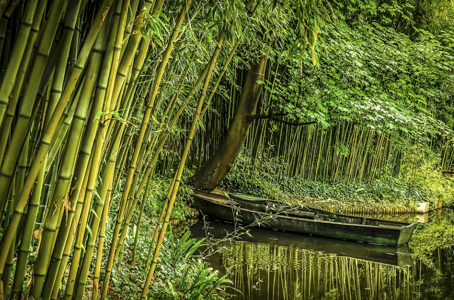 bamboo